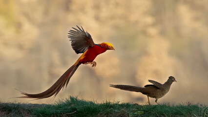 red billed hornbill in serengeti