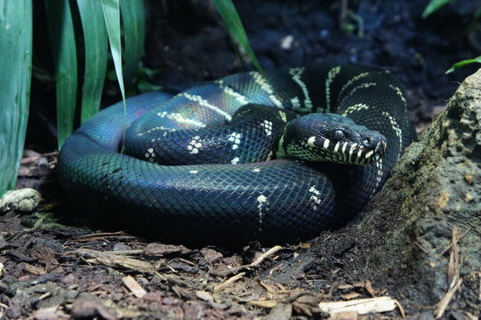 a large, black Boelen's python snake coiled on the ground. The snake has a dark, almost iridescent sheen to its scales.