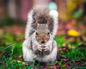 city squirrel 