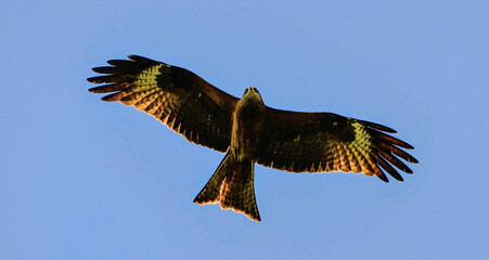red tailed eagle