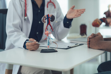 Doctor Explaining Kidney Anatomy: A doctor in a white coat, gesturing with a pen, explains the...