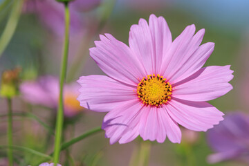 Obraz premium 秋晴れの空の下、咲き誇るくコスモス