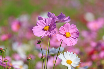 秋晴れの空の下、咲き誇るくコスモス
