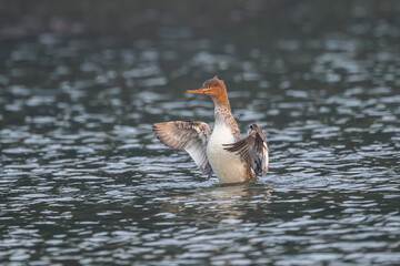 great crested grebe