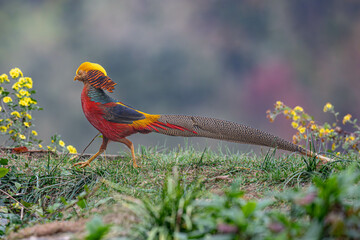red and yellow billed hornbill