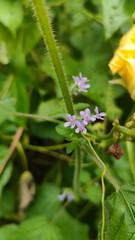 purple flower with green leafy background