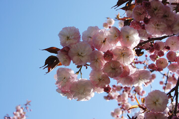 왕벗꽃이 만발한 개심사의 봄