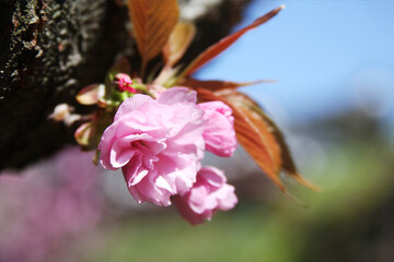 왕벗꽃이 만발한 개심사의 봄