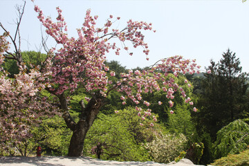 왕벗꽃이 만발한 개심사의 봄