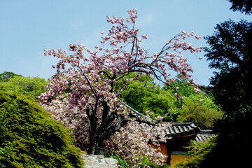 왕벗꽃이 만발한 개심사의 봄