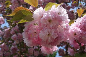 왕벗꽃이 만발한 개심사의 봄