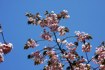 왕벗꽃이 만발한 개심사의 봄