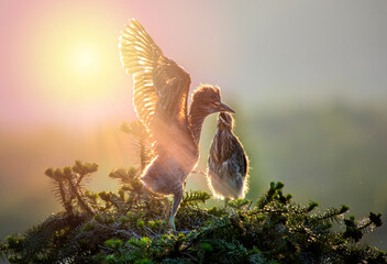 butterfly on a branch