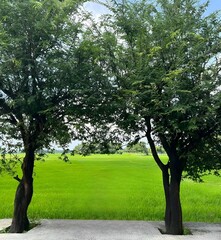 trees in the park, natural background for photography 