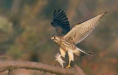 red tailed hawk buteo
