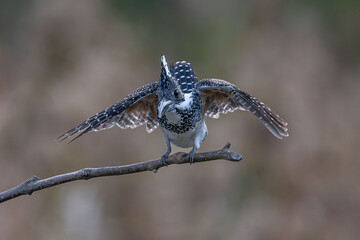 blue dragonfly on a branch