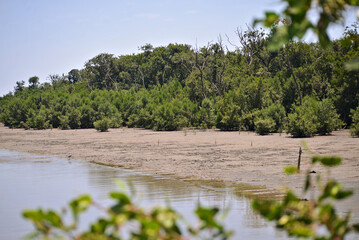 Mangrove forest in Rio de Janeiro, in the Guaratiba region. With forest, sand and sea