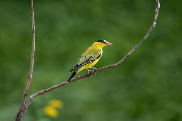 Obraz premium robin on a branch