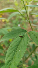 a insect sitting on the green leaf 