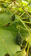 Bitter Gourd with green leafy background 