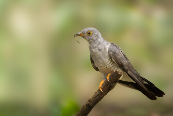 red tailed hawk perched