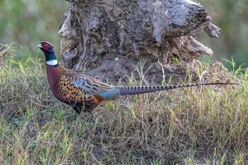 pheasant male in the grass