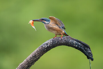 kingfisher on a branch