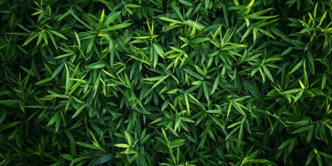Fototapeta premium A lush green field of bamboo with many leaves