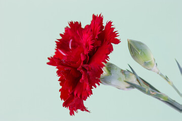 Os cravos, também chamados Dianthus, são plantas de exterior pertencentes à família das...