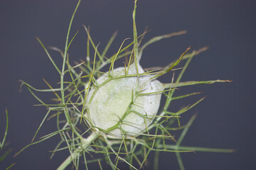 Nigella damascena,  comummente conhecida como dama-entre-verdes ou dedo de dama. Planta com uma especie de bola com filamentos verdes em volta, com um fundo neutro.