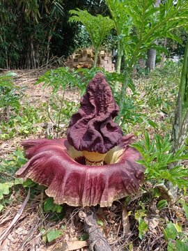 photo of suweg (Morphophallus paeoniifolius) plant flowers blooming in rice fields on the eve of the rainy season in Java, Indonesia
