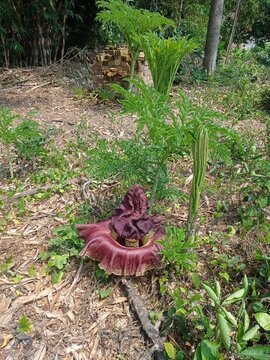 photo of suweg (Morphophallus paeoniifolius) plant flowers blooming in rice fields on the eve of the rainy season in Java, Indonesia
