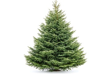 Fraser fir tree isolated on a white background, close up