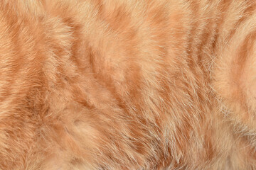 Beautiful abstract full frame orange cat fur texture background.