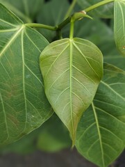 green leaf background