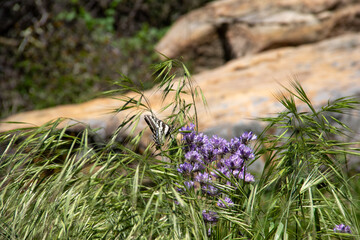wild flowers in the garden with butterfly