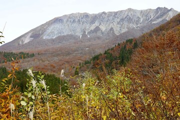 晩秋の鳥取県の大山　紅葉とススキ