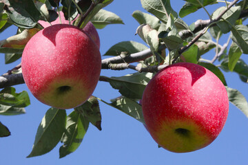 탐스러운 사과