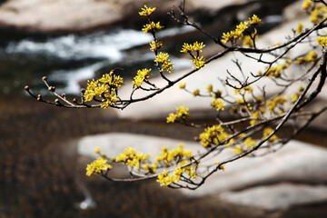 봄 꽃 구례 산수유 꽃