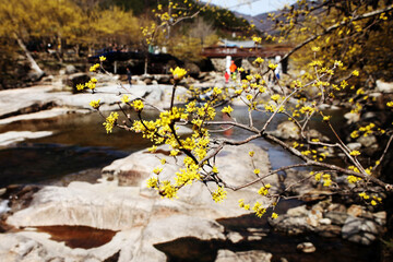 봄 꽃 구례 산수유 꽃