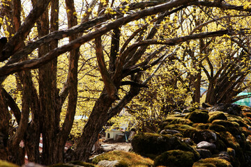 봄 꽃 구례 산수유 꽃