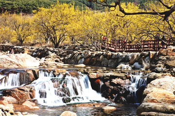 봄 꽃 구례 산수유 꽃