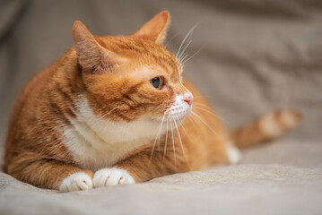 Studio portrait of a beautiful ginger domestic cat.