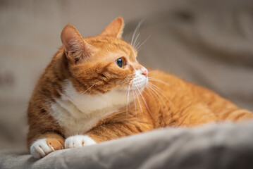 Studio portrait of a beautiful ginger domestic cat.