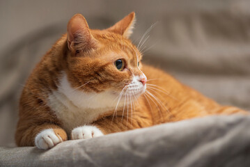 Studio portrait of a beautiful ginger domestic cat.