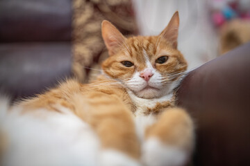 Studio portrait of a beautiful ginger domestic cat.