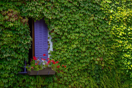 le mur d'une maison de village recouvert par de la vigne vierge verte, la maison a des volets violets et une jardini&egrave;re avec des g&eacute;raniums rouges