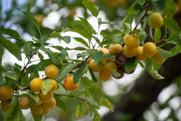 Les mirabelles de Lorraine , gros plan sur les fruits bien mûrs entre les feuilles dans un arbre, mirabelle est une espèce de prune bien jaune spécifique à la région , un produit du terroir.