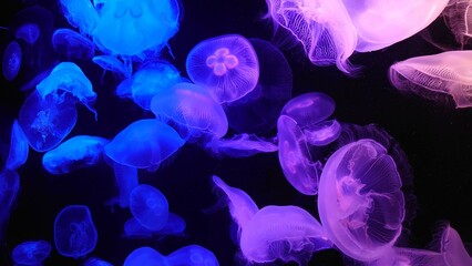 jellyfish