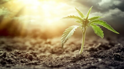 Creative Journey of Cannabis Seed to Medicinal Product